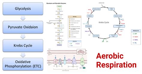 Respiration Flow Of Energy at Ann Kennedy blog