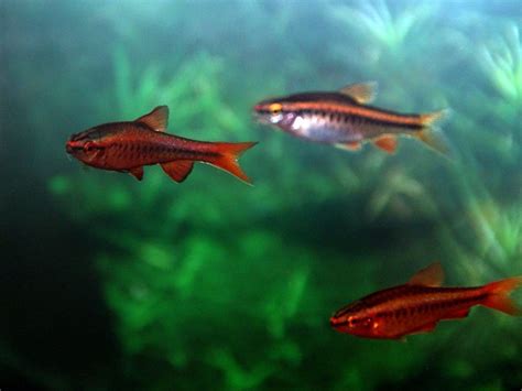 Cherry Barb | FRESHWATERAQUATICA
