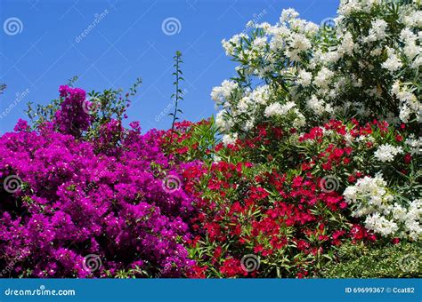 Flowered bushes stock image. Image of beautiful, botanic - 69699367