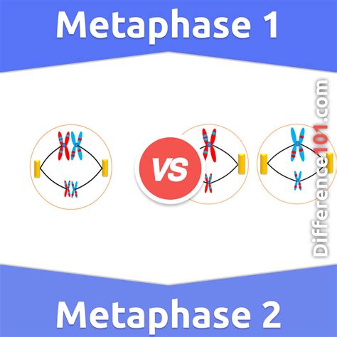 Meiosis Metaphase 1