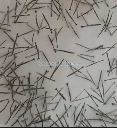 JV Marine Shrimps Blog