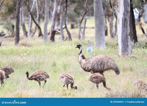 Flightless Australian Bird, the Emu Stock Image - Image of flightless ...