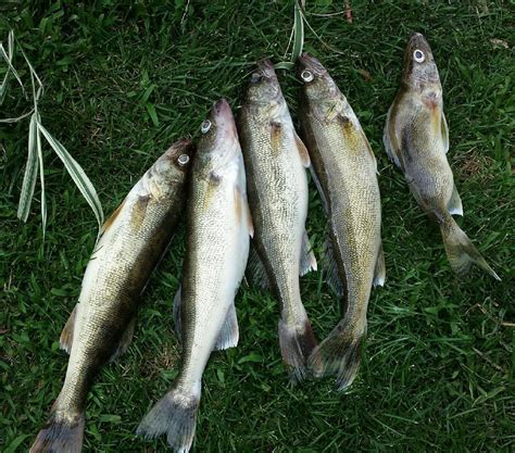 What Is A Walleyes Favorite Food at Aida Arnold blog