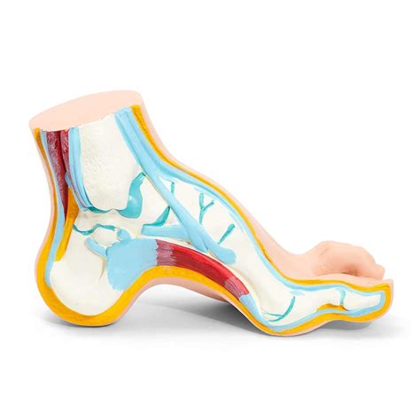 WellieSTR 1 PC Arched Foot | Smart Anatomy | Axis Scientific Anatomy ...