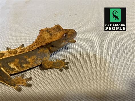 What Insects Can Crested Geckos Eat? A Complete Guide