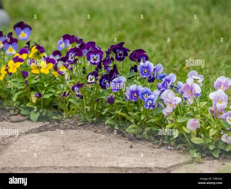 pansies / Violas flowering in border between lawn and paved garden path ...