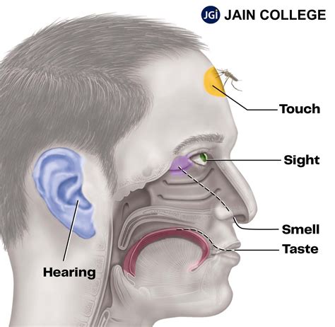 Fascinating Facts About the Human Body | JAIN College Blog