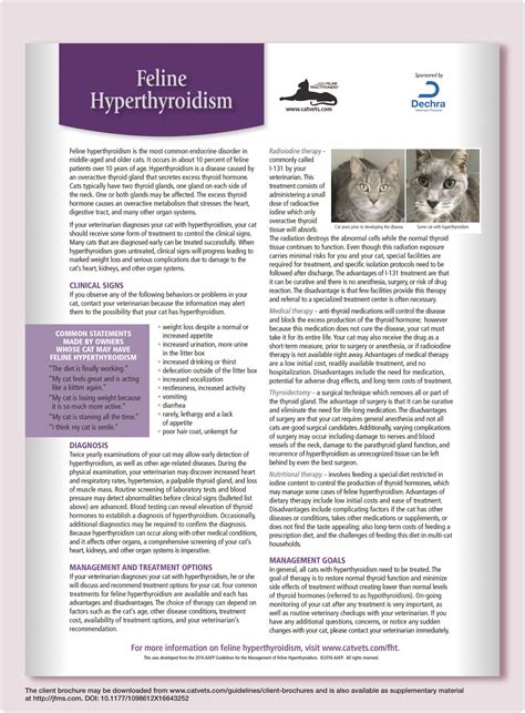 Hyperthyroidism in Cats: Causes, Treatments & Diet Tips - Cat Whisk