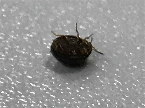 What Are Little Black Round Bugs at Chelsea Pugliese blog