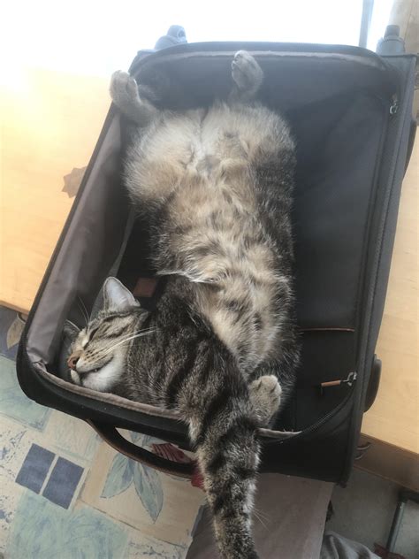 Weird sleeping Position 😂 : r/cats