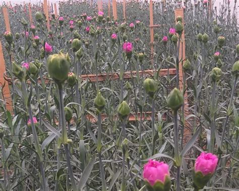 Customer_review : Plant Biotech, Floriculture & Horticulture
