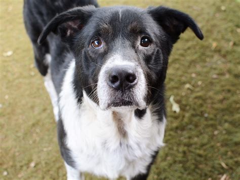 Brown Border Collie Lab Mix