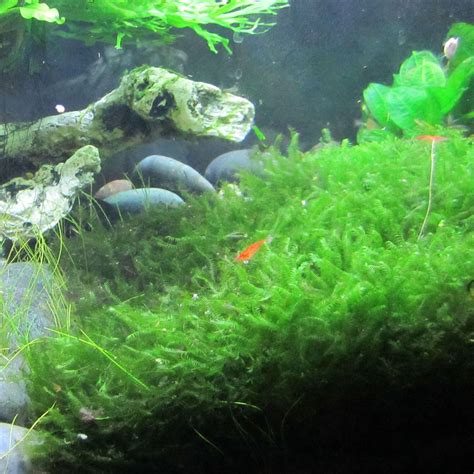 Image result for How to Plant Java Moss