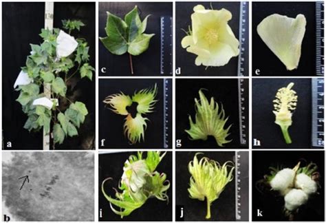 Features of Chromosome Introgression from Gossypium barbadense L. into ...