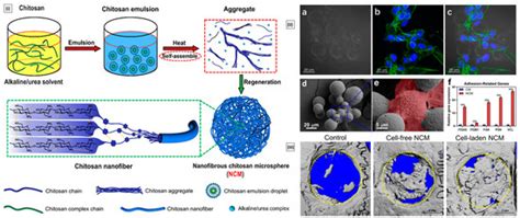 Chitosan: A Potential Biopolymer in Drug Delivery and Biomedical ...