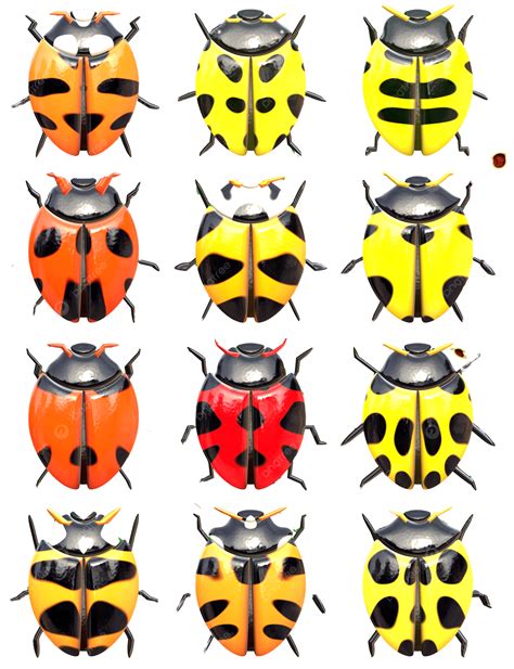 Bugs On Leaves Closeup Ladybug Entomology, Meadow, Natural, Isolated ...