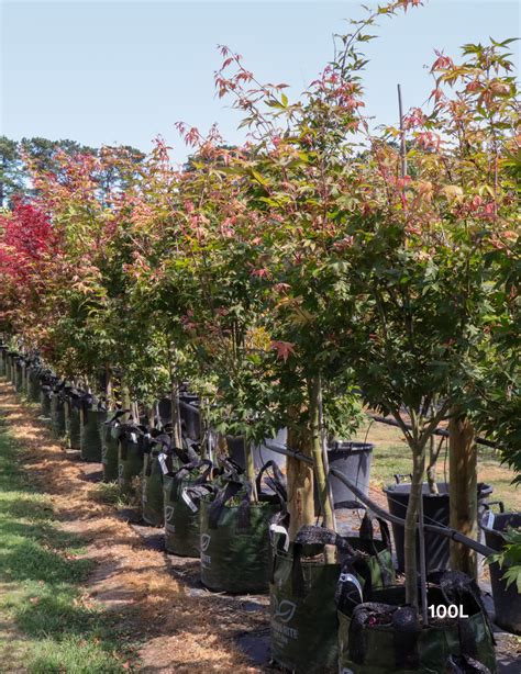 Best Japanese Maples for Australian Gardens | Evergreen Trees Direct ...