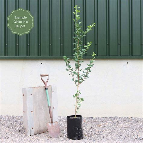 Columnar Ginkgo Tree | Ginkgo biloba 'Menhir' – Roots Plants