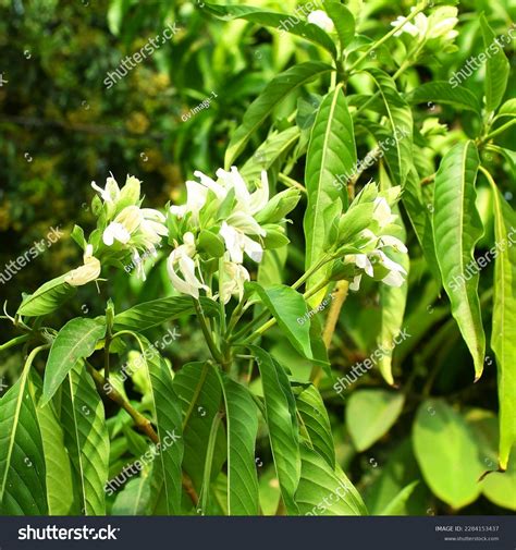 Adhatoda Zeylanica