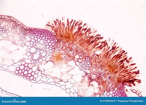 Characteristics of Fungi Living in Wood. Stock Photo - Image of ecology, enzyme: 213005324