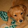 Image result for puppies