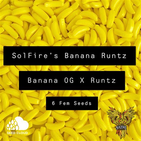 Banana Runtz – SEED-CLOUD