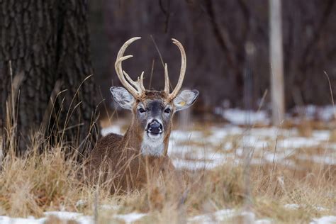 Image result for buck