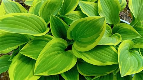 Hosta 'Golden Tiara' - Tarka levelű árnyékliliom