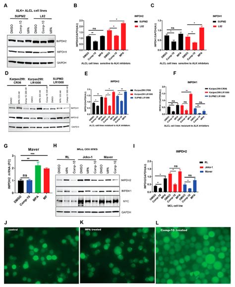 A Novel Allosteric Inhibitor Targeting IMPDH at Y233 Overcomes ...