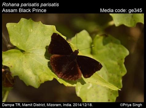 Rohana parisatis | Butterfly