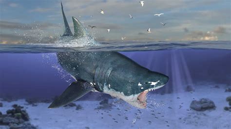 Discover Why No One Has Ever Seen a Great White Shark Give Birth - A-Z ...