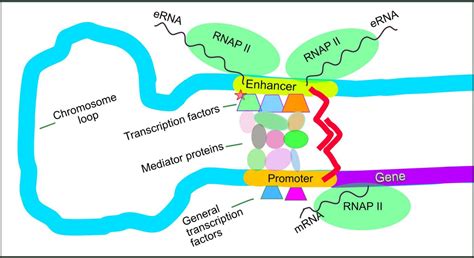 RNA Transcript 的图像结果