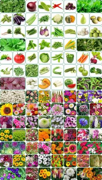 Flower Seeds Online in India | Flipkart | 04-Jun-26