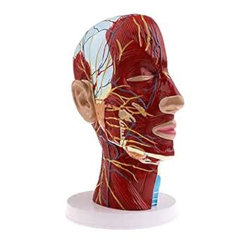 CLUB BOLLYWOOD® Superficial Median Sagittal Plane Of Head Model For ...