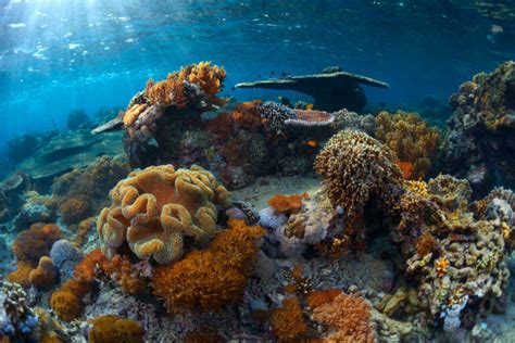 Bottom of the Sea 的图像结果