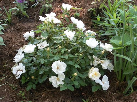 White Knock Out Rose | Front landscaping, Rose garden design, Front ...