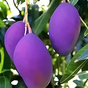 SEILOZBUNIA FARM - GRAFTED Thailand Mango Tree plant Nam-Dok-Mai Si ...