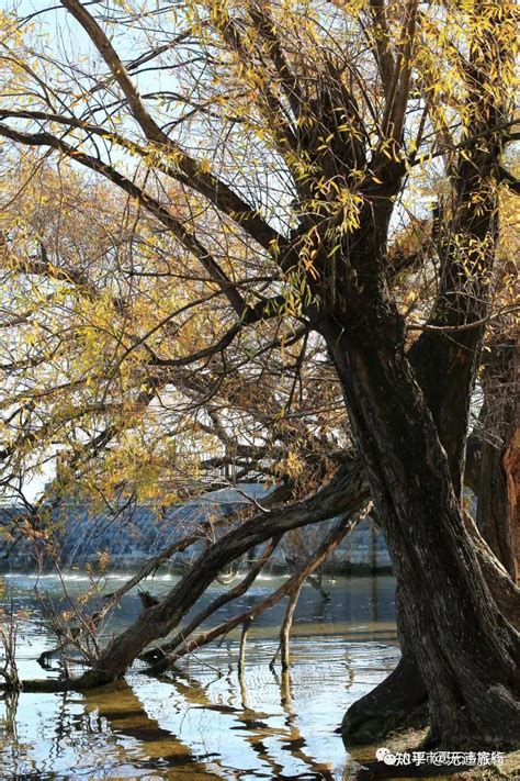 冬日洱海红水杉美出圈最新素材