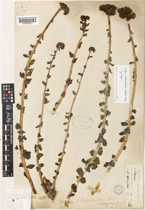 Rhodiola rosea L. | Plants of the World Online | Kew Science