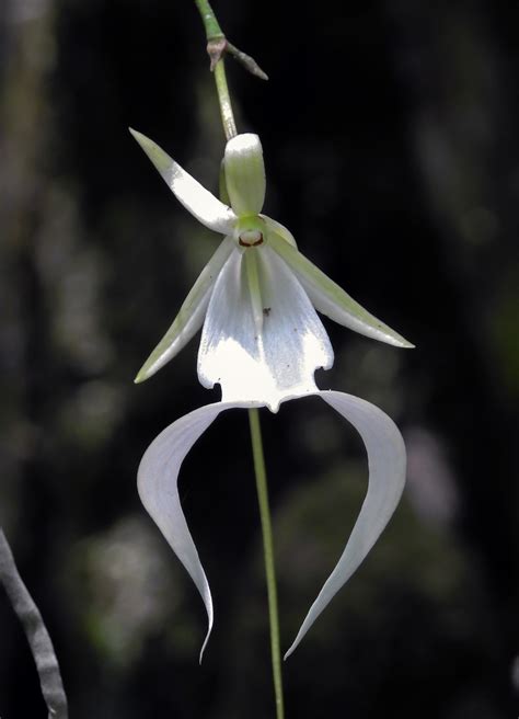 Ghost orchid | FWS.gov