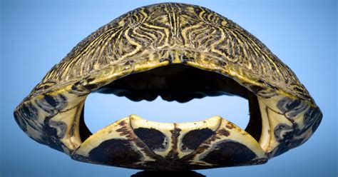 Image result for How to Clean a Turtle Shell