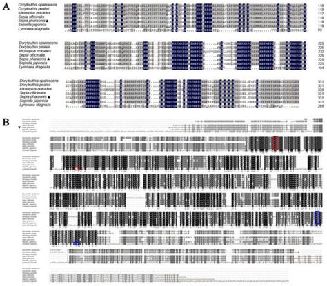 An FMRFamide Neuropeptide in Cuttlefish Sepia pharaonis: Identification ...