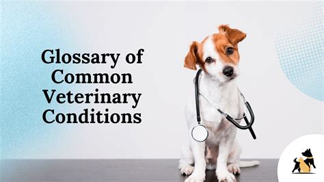 The Essential Glossary Of Vet Terms For Every Pet Owner