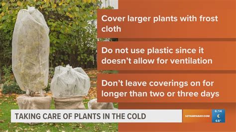 How to protect plants from cold weather | wtsp.com