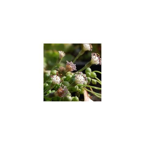 Buy 4 String of Pearls, Live Trailing Succulent Fully Rooted in Pots ...