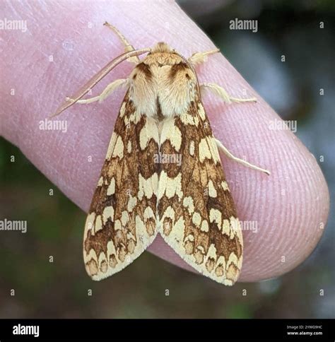 Spotted Tussock Moth (Lophocampa maculata Stock Photo - Alamy