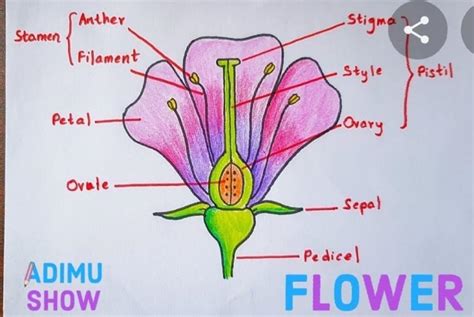 Diffrence between A.asexual and sexual reproduction B.self pollination ...