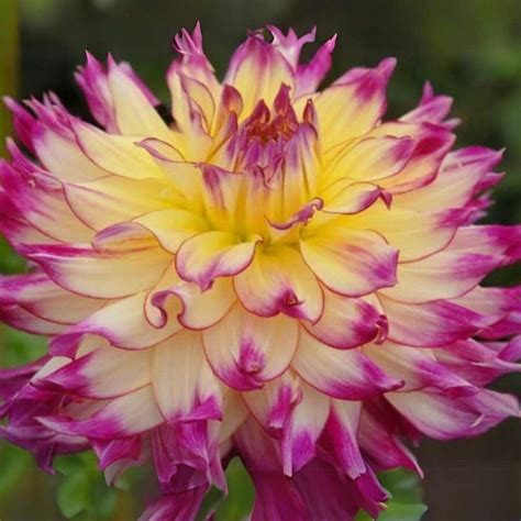 20+ Seeds Zoey Rey Perennial Dahlia Seeds - Plant In Spring - Fast ...