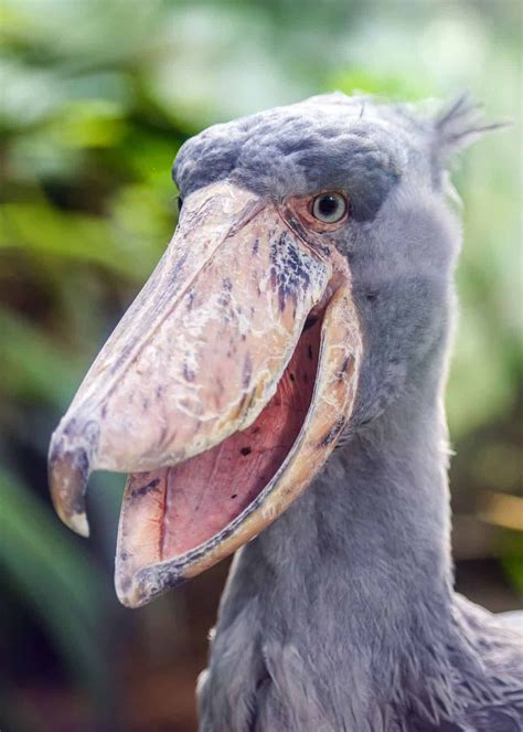 38 Shoebill Stork Facts (Yes, They're Real!) Balaeniceps rex ...