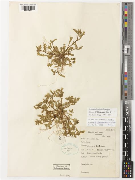 Solanum weddellii Phil. | Plants of the World Online | Kew Science